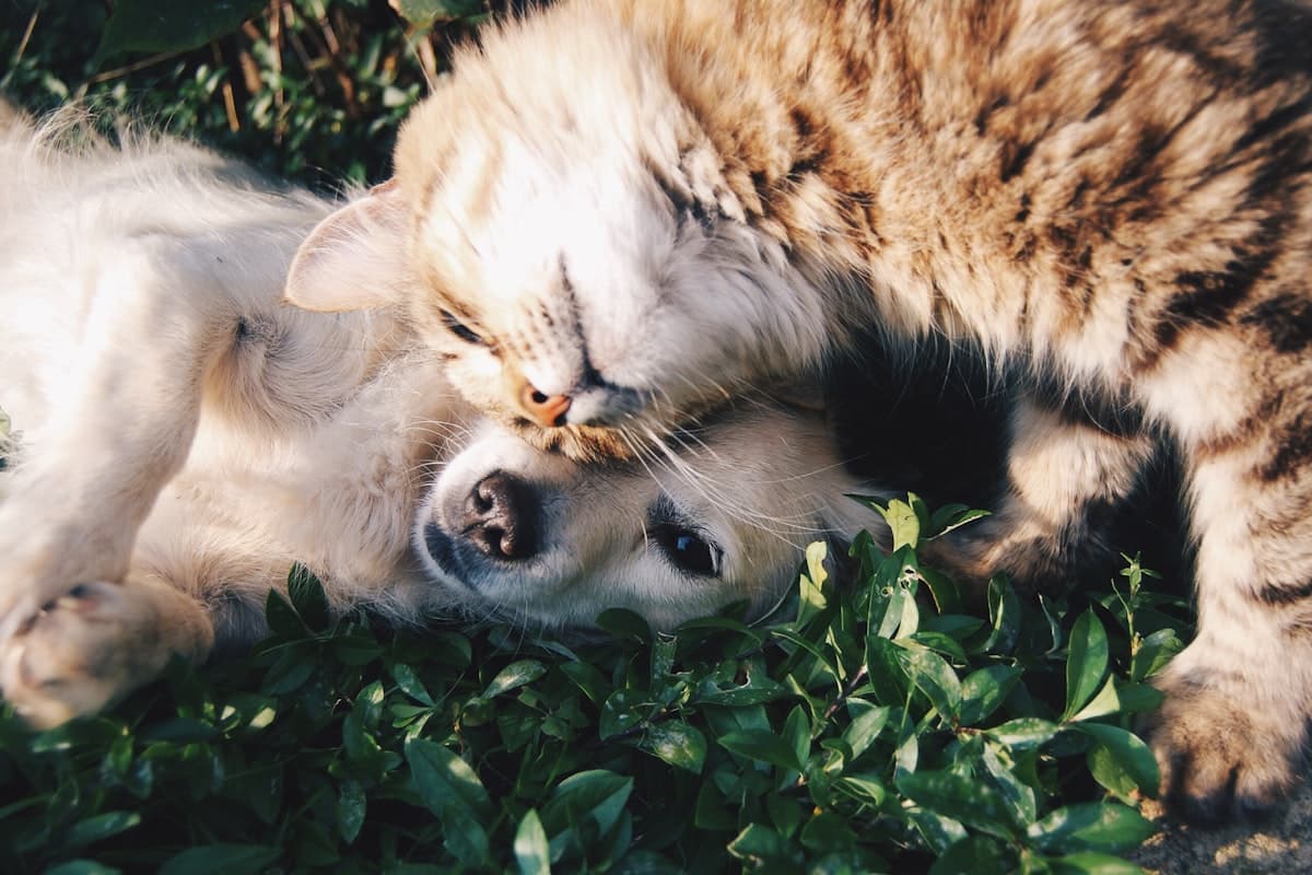 How to Choose a Pet Insurance Deductible